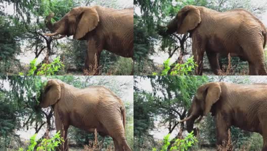 在自然栖息地，一只非洲象毫不费力地吃着折断树枝的树高清在线视频素材下载
