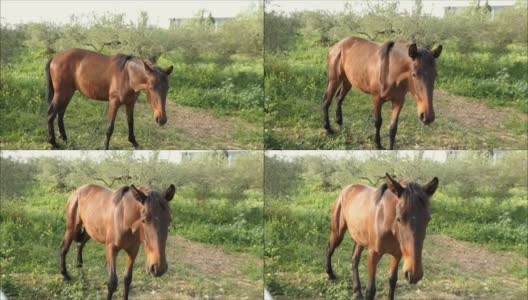 阳光明媚的春天早晨，马靠近摄像机高清在线视频素材下载