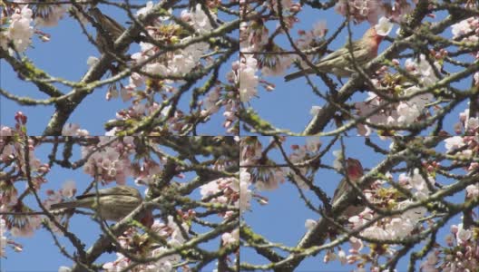 2021年，明亮的知更鸟啄食Akebono樱花高清在线视频素材下载