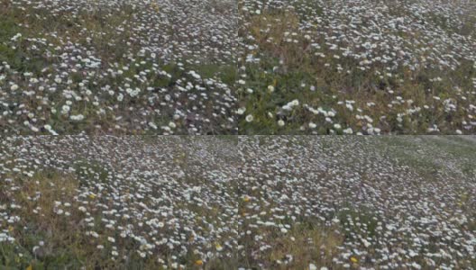 白色的雏菊领域高清在线视频素材下载