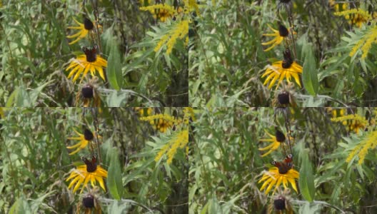 夏天蝴蝶栖息在野花上高清在线视频素材下载