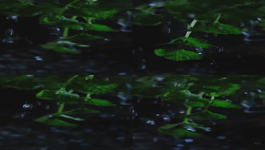 水滴落在香菜叶子上高清在线视频素材下载