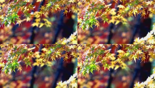 秋天风吹落叶颜色变化高清在线视频素材下载