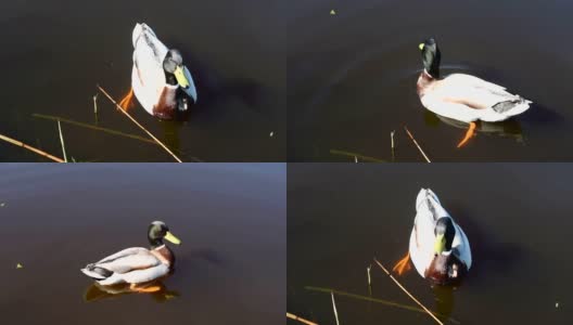 鸭子游泳近距离。2个不同的剪辑。1. 一只鸭子向右游泳的特写镜头。镜头跟随鸭子进入阴影和离开镜头。2. 鸭子从右向左游，然后离开画面高清在线视频素材下载