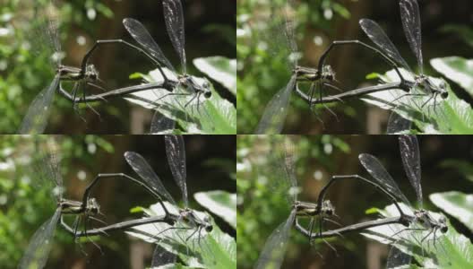 蜻蜓/豆娘交配的微距镜头(5次中的3次)高清在线视频素材下载