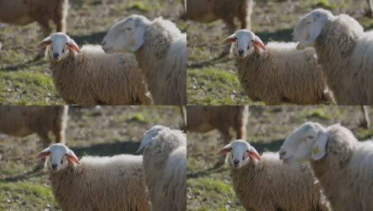 一只可爱的小羊羔在妈妈旁边看着摄像机高清在线视频素材下载