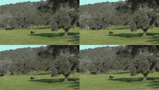 西班牙斗牛在牧场附近的dehesa Andalusia橡树高清在线视频素材下载