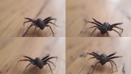 微距拍摄螃蟹蜘蛛高清在线视频素材下载