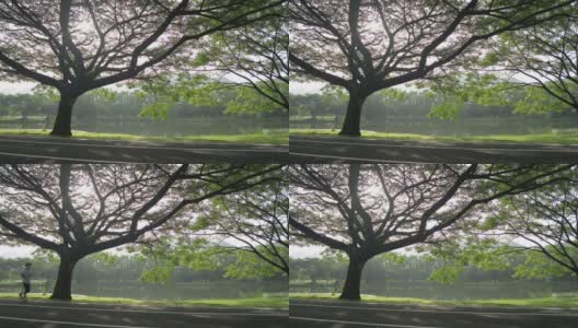 美丽的景色，早晨的阳光穿过公园的一棵大树，一个戴着口罩的女人在路上慢跑。健康的生活方式。高清在线视频素材下载