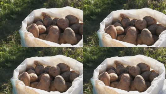 袋子里有大土豆。巨大的土豆收获近距离观察高清在线视频素材下载