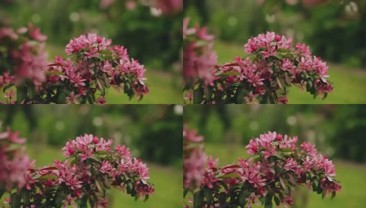 花园里灌木上的红花是特写的。植物的特写高清在线视频素材下载