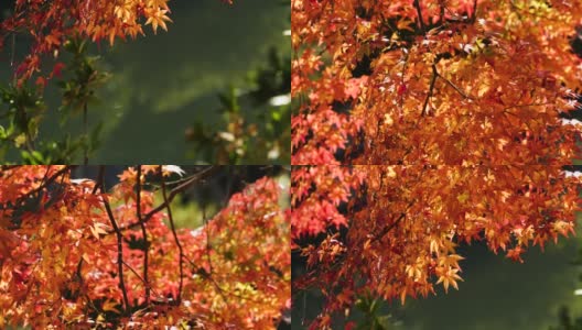 倾斜视频的秋天树叶变红。高清在线视频素材下载