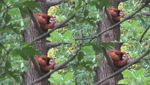 小熊猫、火狐或小熊猫在树上休息。高清在线视频素材下载