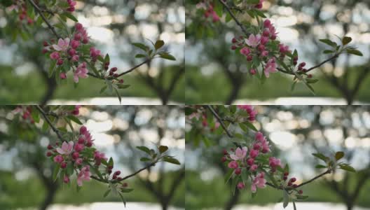 苹果树上开着白色和粉红色的花。高清在线视频素材下载