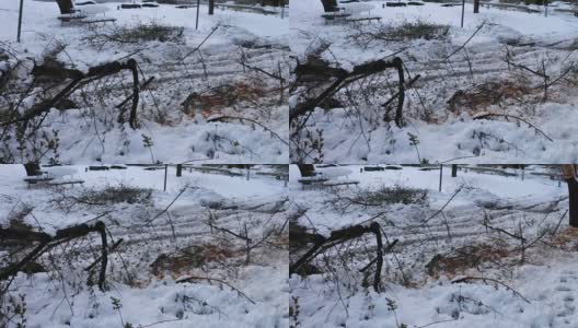 一场可怕的飓风过后，倒下的树木被压在雪地里高清在线视频素材下载