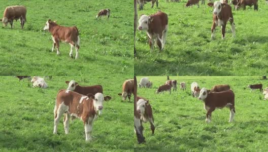 夏天，奶牛和小牛在外面绿色的草地上吃草高清在线视频素材下载