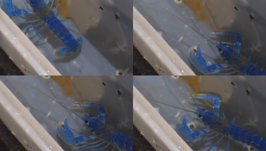 孵化场的小龙虾高清在线视频素材下载