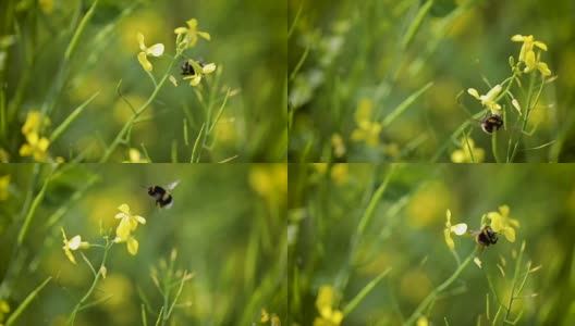 蜜蜂从芥菜花蜜中采集花蜜的慢动作。高清在线视频素材下载