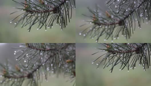 雨滴落在松枝上高清在线视频素材下载