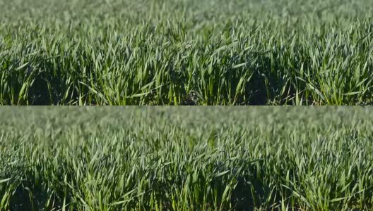 绿色的冬小麦在风中摇曳高清在线视频素材下载