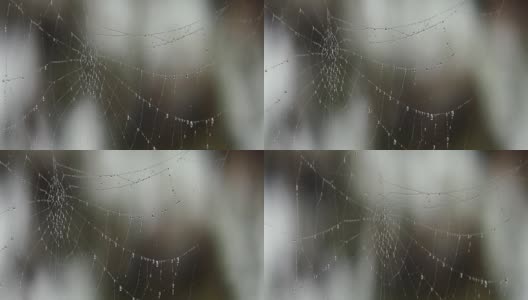 水滴在蜘蛛网上高清在线视频素材下载