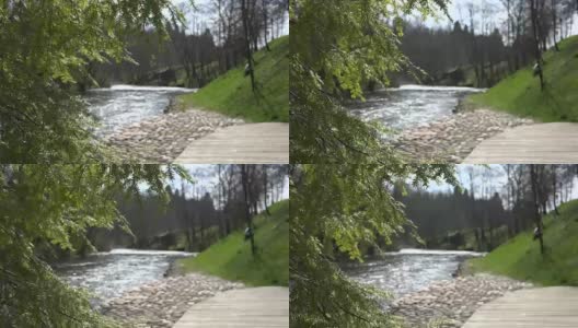 杜松树枝和流动的河水。高清在线视频素材下载