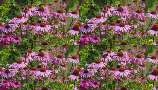紫锥菊，紫色的松果花，不错的粉红色夏季花高清在线视频素材下载