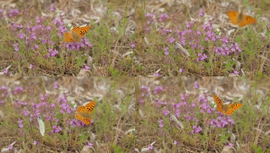 蝴蝶在田野的野花上高清在线视频素材下载