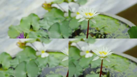 荷花在水盆里盛开高清在线视频素材下载