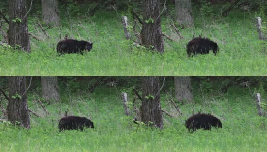 有黑熊在森林边缘高清在线视频素材下载