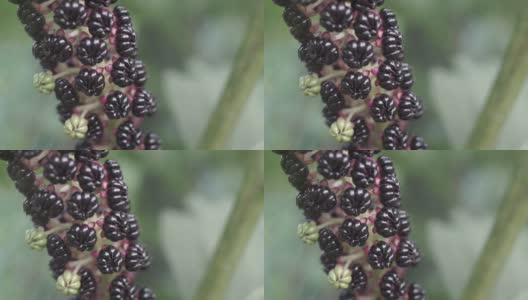 美洲商陆(Phytolacca americana)宏观观高清在线视频素材下载