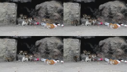 垃圾里又饿又累的野猫高清在线视频素材下载