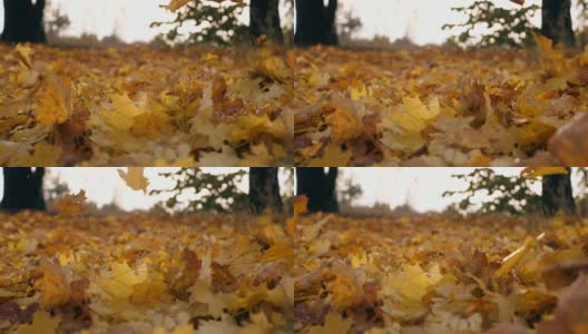 在秋天的森林里，黄色的枫叶飘落在地上。地上覆盖着干枯鲜艳的树叶。色彩斑斓的自然背景。慢镜头高清在线视频素材下载