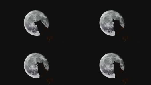 狼在月亮前面高清在线视频素材下载