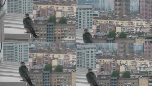 位于市中心的猎鹰坐在摩天大楼的屋檐上。老鹰以城市房地产为背景。城市里的动物生活。高清在线视频素材下载