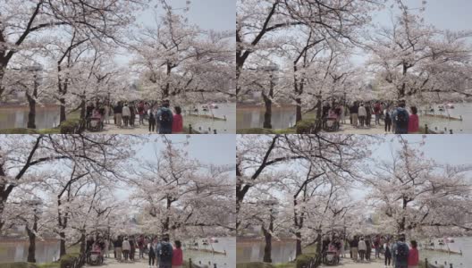 樱花在日本东京上野公园落下高清在线视频素材下载