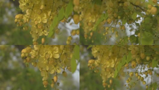 近距离观察印度金莲花或金雨花在夏天盛开在树上。一束热带黄花在树枝上摇曳。高清在线视频素材下载