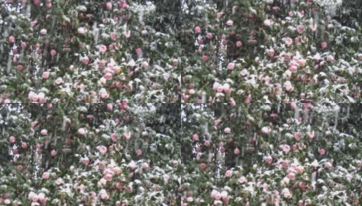 东京三月底会下雪。雪下盛开的山茶花树。高清在线视频素材下载