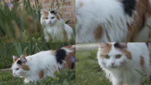 低角度慢动作拍摄的一个美丽的多色印花布猫宠物猫走过一个郁郁葱葱的绿色家花园在科罗拉多州高清在线视频素材下载