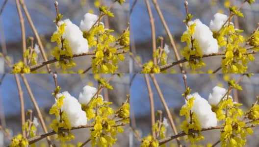 黄花上覆盖着一层雪高清在线视频素材下载