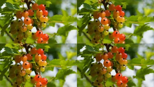 成熟的樱桃浆果在树枝上合上。高清在线视频素材下载