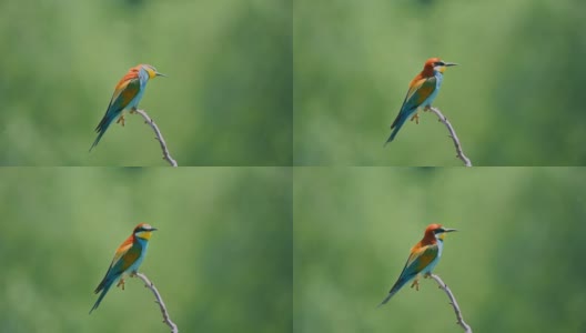 欧洲食蜂鸟(食蜂鸟)栖息在绿色的自然背景中的树枝上高清在线视频素材下载