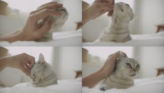 躺在床上，用手抚摸一只可爱的小猫。高清在线视频素材下载