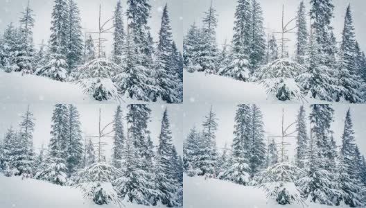 树枝上美丽的蓬松的雪。雪花从云杉树枝上美丽地飘落下来。冬天的童话，树在雪中囚禁。冬天下雪的录像高清在线视频素材下载