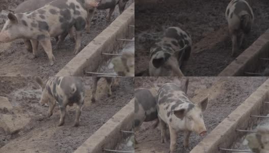 亚速尔-养猪场高清在线视频素材下载