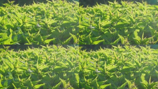 阳光照在新鲜的普通荨麻上，相机平移在许多绿叶上高清在线视频素材下载