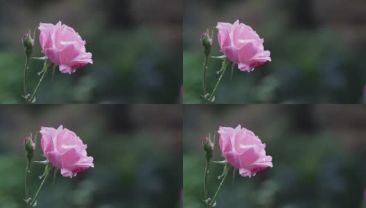 摇曳的玫瑰在风中，特写，模糊的背景高清在线视频素材下载