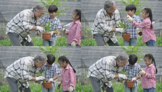 孙辈和爷爷一起在他的花园里种一棵新树，孩子扶着植物，爷爷扶着铁锹。高清在线视频素材下载