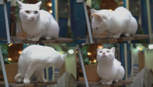 白色的猫高清在线视频素材下载