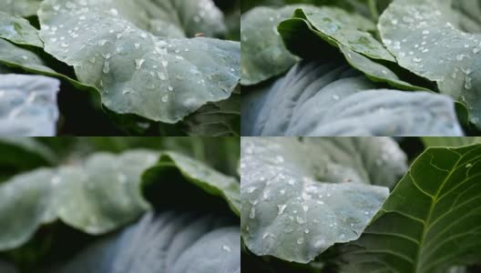 卷心菜绿叶上的水滴高清在线视频素材下载